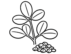 Bockshornklee (Fenugreek) icon